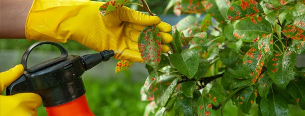 Środki ochrony roślin - jak stosować bezpiecznie?