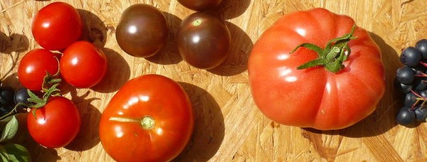 Odmiany pomidorów tolerancyjne na zarazę ziemniaczaną