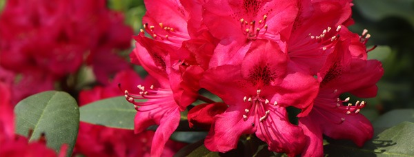 Choroby i szkodniki rododendronów